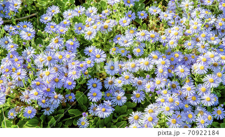 菊 秋の花 風景 70922184