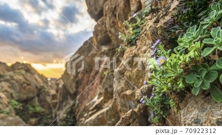秋の花 風景 ヘグク 70922312