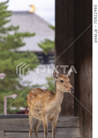 東大寺と鹿 東大寺と鹿 70922460