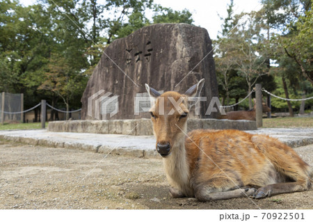 世界遺産東大寺の石碑とシカ 世界遺産東大寺の石碑とシカ 70922501