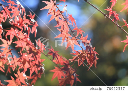 紅葉 もみじ かえでの写真素材