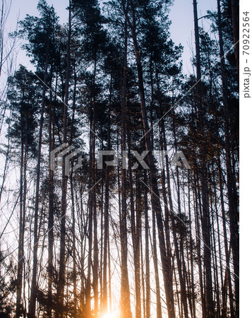 Large green Birch Trees Forest in summer. Large green Birch Trees Forest in summer. 70922564