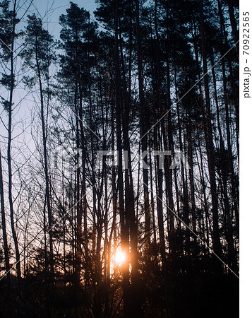 Large green Birch Trees Forest in summer. 70922565
