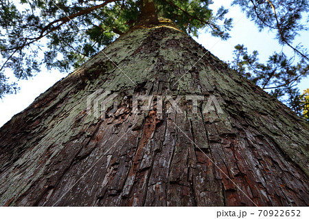 伊勢神宮の御神木 伊勢神宮の御神木 70922652