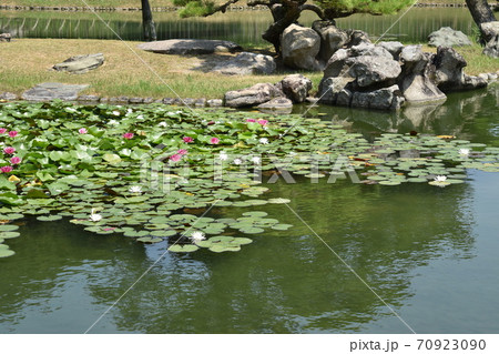 池に浮かぶ色とりどりの水連と 池に浮かぶ色とりどりの水連と 70923090