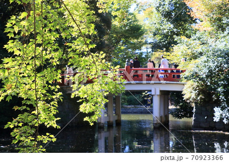 参道の青もみじ 神社境内 参道の青もみじ 神社境内 70923366