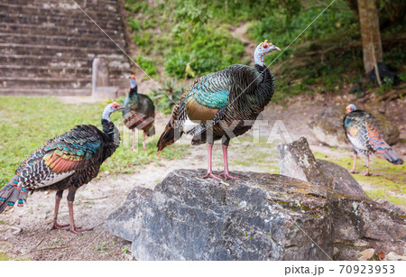 Turkey in Guatemala Turkey in Guatemala 70923953