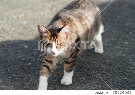 キジトラ白の野良猫お母さんが子猫を置いて朝ごはんを食べに行く キジトラ白の野良猫お母さんが子猫を置いて朝ごはんを食べに行く 70924032