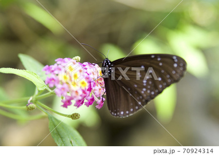 蝶がランタナの花の蜜を吸っています。この蝶の名前はツムラサキマダラです。 70924314