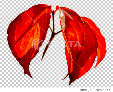 Autumn leaves: Cutout material 70924433
