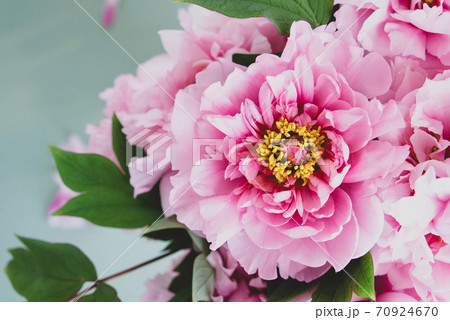 Beautiful fresh pink peony flowers in full bloom. 70924670