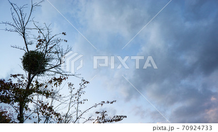 寄生木と夕景 寄生木と夕景 70924733