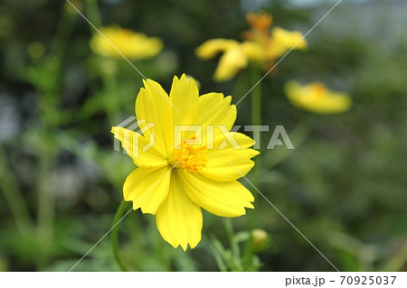 黄花コスモスの写真素材