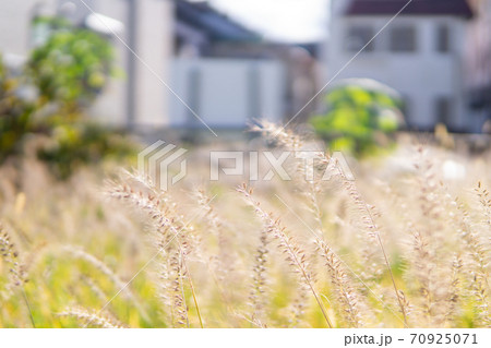 空き地のふわふわした植物 70925071