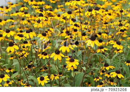 ルドベキア 70925208