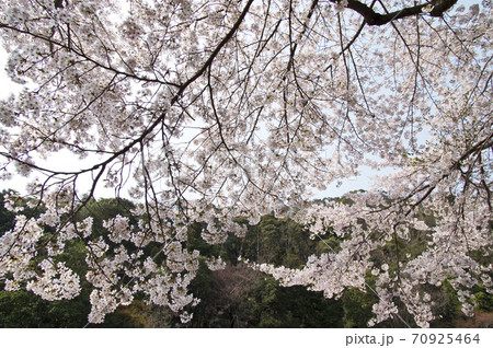 箕面の山の桜の花が満開です。 箕面の山の桜の花が満開です。 70925464