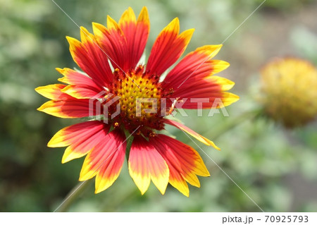 天人菊 天人菊 70925793