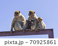 the legendary monkeys of gibraltar 70925861
