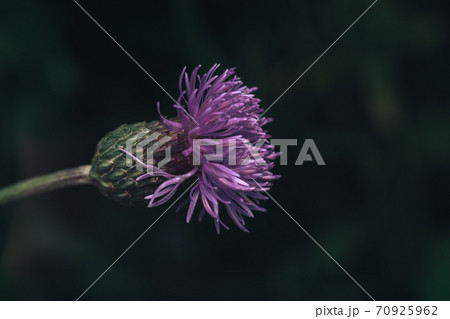 Green leaves and purple flowers of a wild greater burdock in summer in the meadow. Nature background pattern texture for design. 70925962