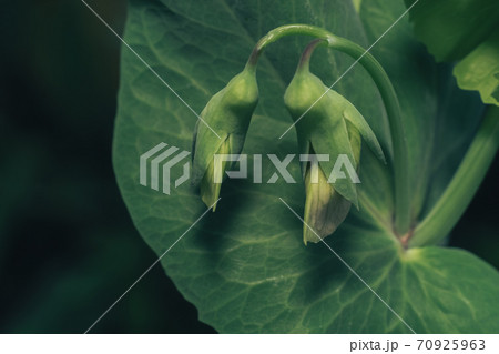 Green leaves and purple flowers of a vicia sativain summer in the meadow. Nature background pattern texture for design. Green leaves and purple flowers of a vicia sativain summer in the meadow. Nature background pattern texture for design. 70925963