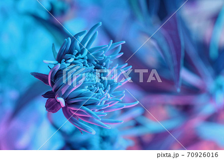 Close up Beautiful flowers in neon light. Minimalism retro style concept. 80s. Background pattern for design. Macro photography view. Close up Beautiful flowers in neon light. Minimalism retro style concept. 80s. Background pattern for design. Macro photography view. 70926016