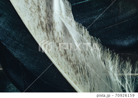 Close up Beautiful Colored duck Bird feather pattern background for design texture. Macro photography view. Close up Beautiful Colored duck Bird feather pattern background for design texture. Macro photography view. 70926159