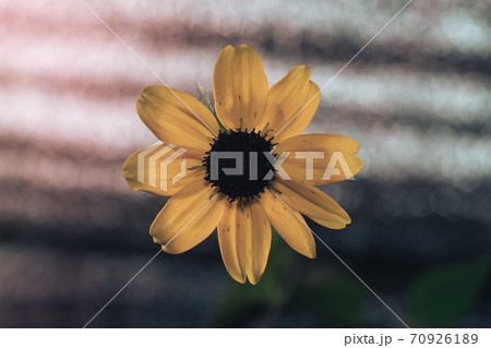 Beautiful Black-Eyed Susans flower on a glass table and  silver bokeh background texture. Macro photography view. 70926189