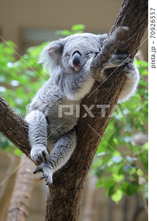 気持ちよく居眠りをする(コアラ 東山動植物園 名古屋市) 気持ちよく居眠りをする(コアラ 東山動植物園 名古屋市) 70926557