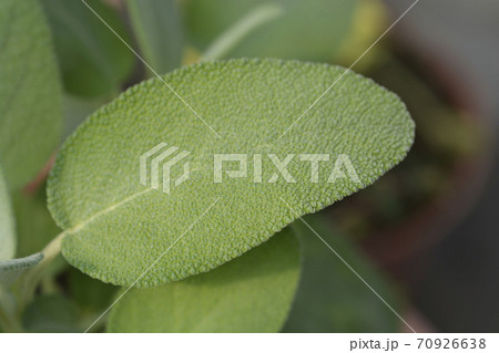 Sage Maxima 70926638