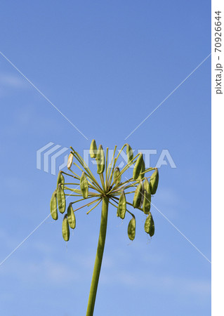 African Lily African Lily 70926644