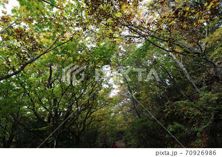 秋の紅葉ピークの時期の福島県の安達太良山 70926986