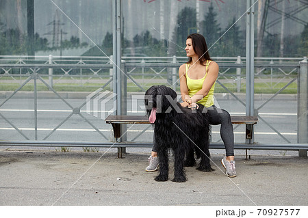 Waiting for public transport by briard and woman. 70927577