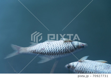 dead body of fish floating on blue natural water lake environment pollution background. 70927731