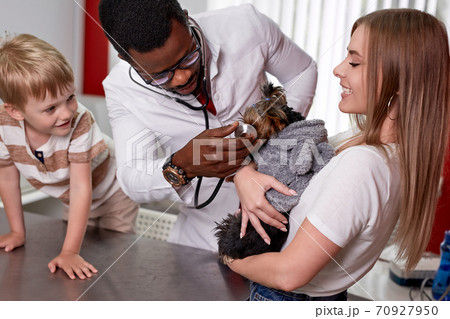 adorable dog at vet office on medical checkup by professional vet doctor 70927950