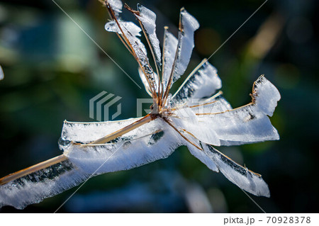 雪の華 70928378