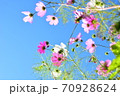 空に向かって咲くコスモス 空に向かって咲くコスモス 70928624