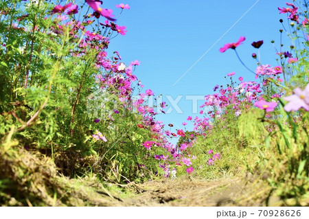 空に向かって咲くコスモス 70928626