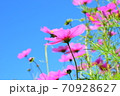 空に向かって咲くコスモス 空に向かって咲くコスモス 70928627