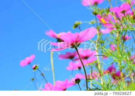 空に向かって咲くコスモス 70928627