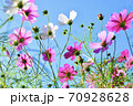 空に向かって咲くコスモス 空に向かって咲くコスモス 70928628
