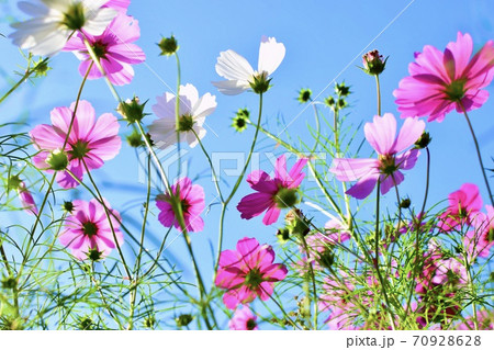 空に向かって咲くコスモス 70928628