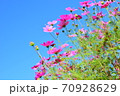 空に向かって咲くコスモス 空に向かって咲くコスモス 70928629