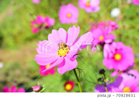 空に向かって咲くコスモス 70928631