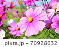 空に向かって咲くコスモス 空に向かって咲くコスモス 70928632