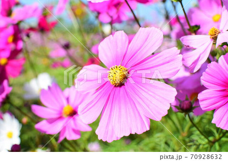 空に向かって咲くコスモス 70928632