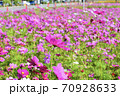 空に向かって咲くコスモス 空に向かって咲くコスモス 70928633