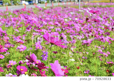 空に向かって咲くコスモス 70928633