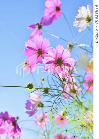 空に向かって咲くコスモス 70928634