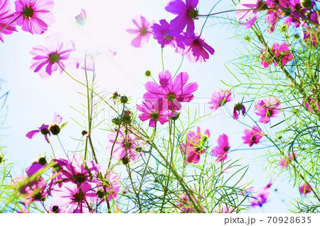 空に向かって咲くコスモス 70928635