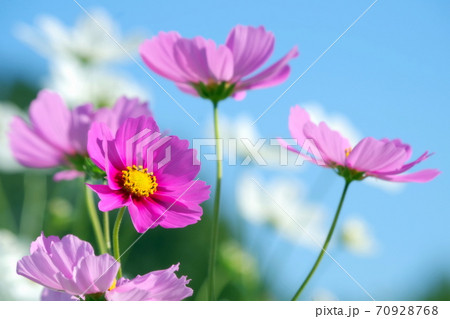 秋晴れとコスモス 秋晴れとコスモス 70928768